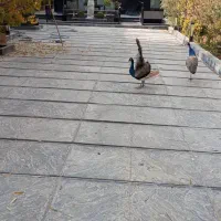 طاووس نر هندی ۱۸ ماهه|پرنده|رودهن, |دیوار