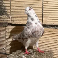 کبوتر پروازی