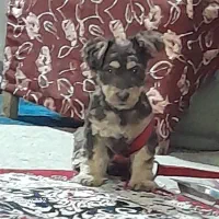 پاکوتایه گم شده در جاده تبریز|حیوانات|زنجان, |دیوار