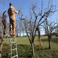 حرص شلیل هلو آلو انگور انواع پیوند