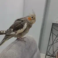 پرنده گمشده