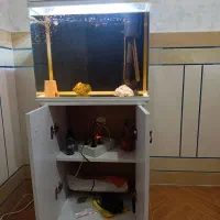 آکواریوم ماهی|ماهی|فولادشهر, B7|دیوار