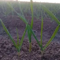 یک هکتار سیر فروشی هس