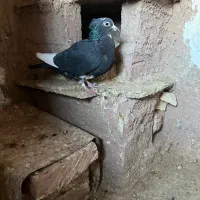 کبوتر پلنگ ماده