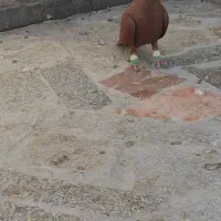 سرخ کرمانی نر|پرنده|مشهد, امیرآباد|دیوار