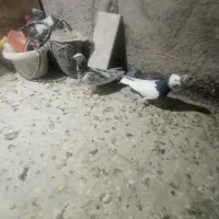 کبوتر رنگی|پرنده|سبزوار, امیر کبیر|دیوار