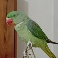 شاه طوطی