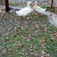 اردک نر و ماده است