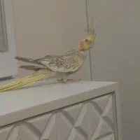 عروس هلندی|پرنده|اندیشه, اندیشه فاز ۵|دیوار