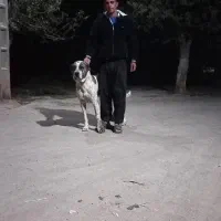 سگ.|سگ|عطاملک, |دیوار