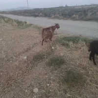 فروش بز