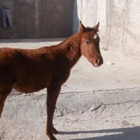 فروش یک عدد کره اسب نریون به علت نبود جا