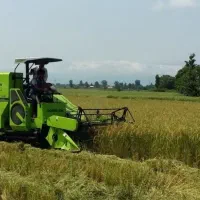 برداشت برنج کمباین  پیربازار /  خمام