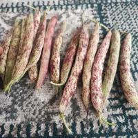 لوبیای محلی