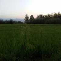 فروش زمین روستایی ۹۰۰ متری تهاتر با خودرو|فروش زمین و ملک کلنگی|بندر انزلی, چهارفریضه|دیوار