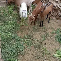 بز سانن و الپا