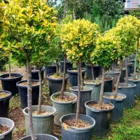 گل و گیاه لوکس|خدمات باغبانی و درختکاری|چابکسر, |دیوار