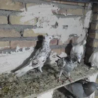 کبوتر پرشی تظمینی|پرنده|سراب, |دیوار