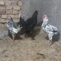 مرغ جیرفتی وخروس گلین|حیوانات مزرعه|حمیدیا, |دیوار