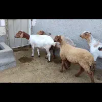 فروش دوتا میش محلی با ی میش سومال آبستن|حیوانات مزرعه|مهر, |دیوار