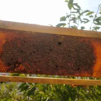 عسل طبیعی کرده دار