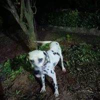 معاوضه با سگ نگهبان گیرنده