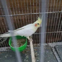 عروس هلندی