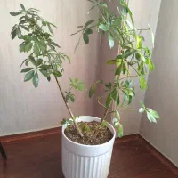 فروش گل و‌گلدان