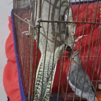 عروس هلندی  سالم