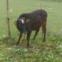 لیشه جنس خوب|حیوانات مزرعه|فومن, |دیوار