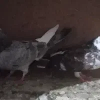 کبوتر