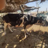 گاو