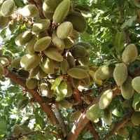 باغ 2 جریب/ 2000 متری در  طرح عمان سامان