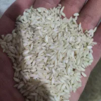 برنج عنبربو عنبر بو اهوازی|خوردنی و آشامیدنی|شیراز, فاضل|دیوار