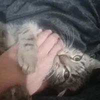 واگذاری بچه گربه سه ماه نر|گربه|نیشابور, میدون بار|دیوار