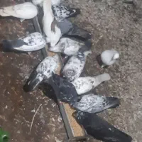 ۲۰ کبوتر اث گرفته شده تیر ماه..