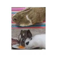 خرگوش