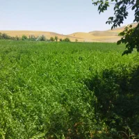 بذر خلر|گل و گیاه طبیعی|بهبهان, |دیوار