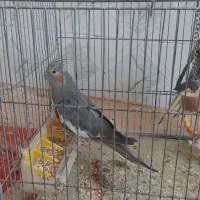 جفت عروس هلندی مولد با جوجه و گل باقالی ماده تک|پرنده|شیراز, کاراندیش|دیوار