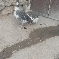 1 عدد قوغاز ماده و1 عدد غاز نر