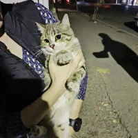 ماده گربه 6ماهه رایگان