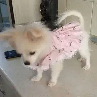 پامرین|سگ|پاکدشت, پاکدشت (مامازند)|دیوار