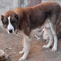 سگ گله یک سال