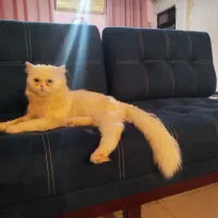 گربه پرشین نر