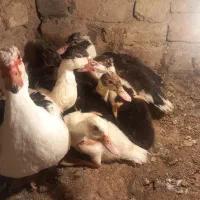 اردک های اسرائیلی کوچک و بزرگ|حیوانات مزرعه|قیدار, |دیوار