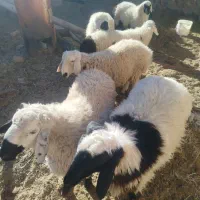 6راس بره نر محلی گوشتی چاق