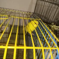 یک دانه مرغ عشق نر بدون قفس|پرنده|هشتگرد, شهرک ریحانه|دیوار