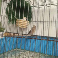 سهره قناری خمین