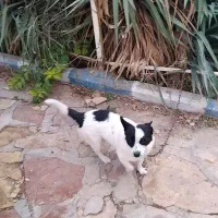 سگ پاکوتا ماده