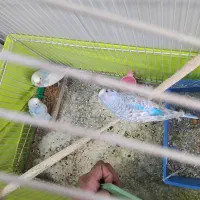 مرغ عشق با۱بچه بزرگ دان خور باز دوباره یک تخم کرده